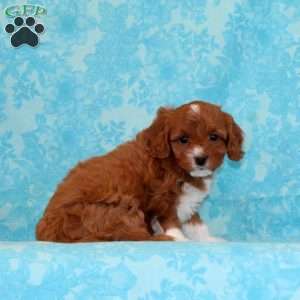 Vanilla, Cavapoo Puppy